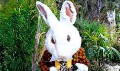 Happy Easter and White Rabbits